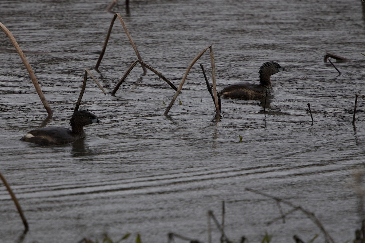Pied-billed Grebe - ML616957239