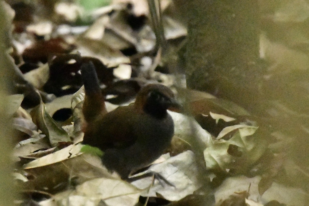 Black-faced Antthrush - Julia Flesaker