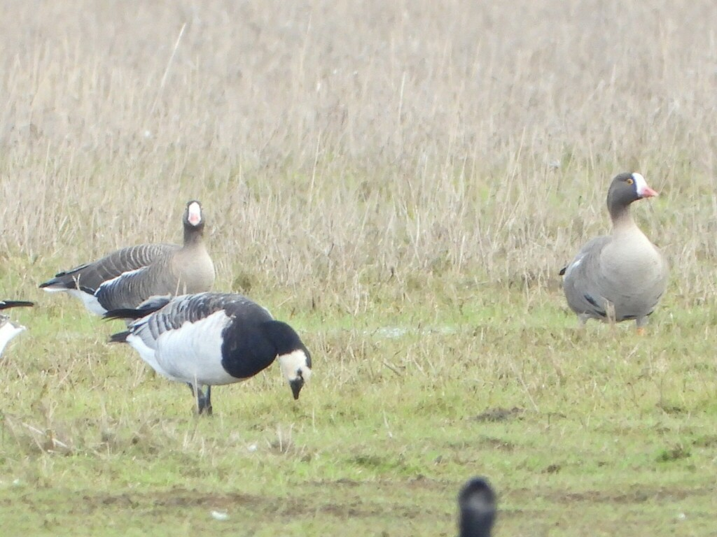 Lesser White-fronted Goose - Maksymilian Wojtkiewicz