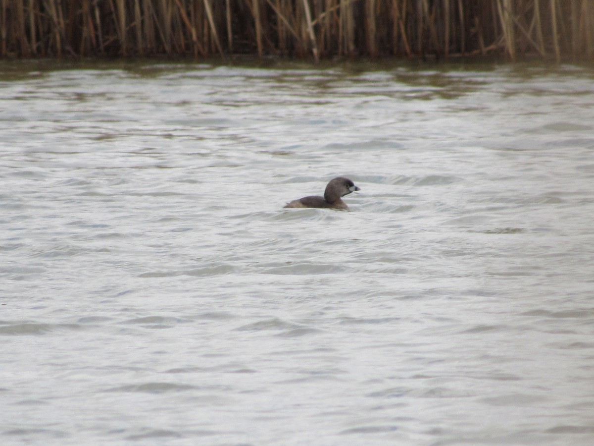 Pied-billed Grebe - ML616957277