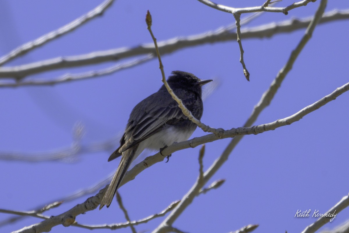 Black Phoebe - ML616957297