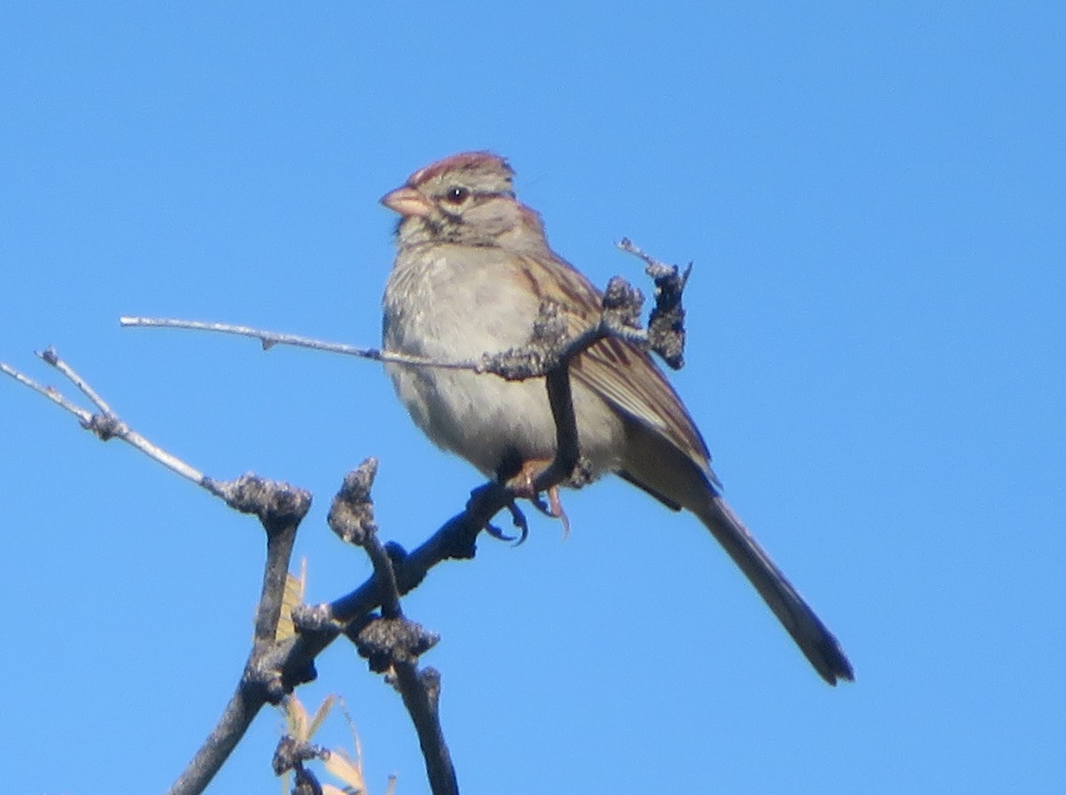 Rufous-winged Sparrow - Aidan Sinha