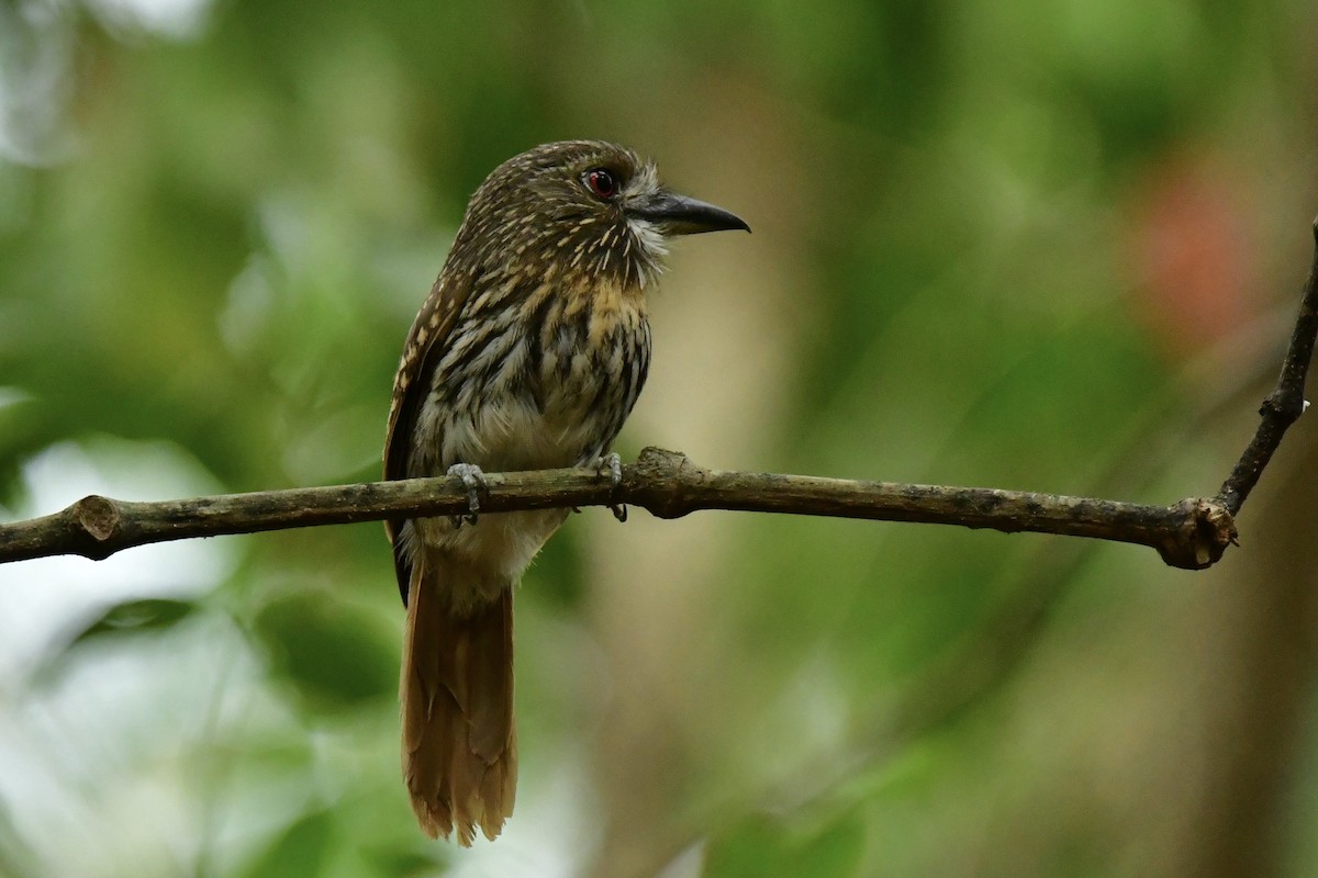 White-whiskered Puffbird - ML616957362