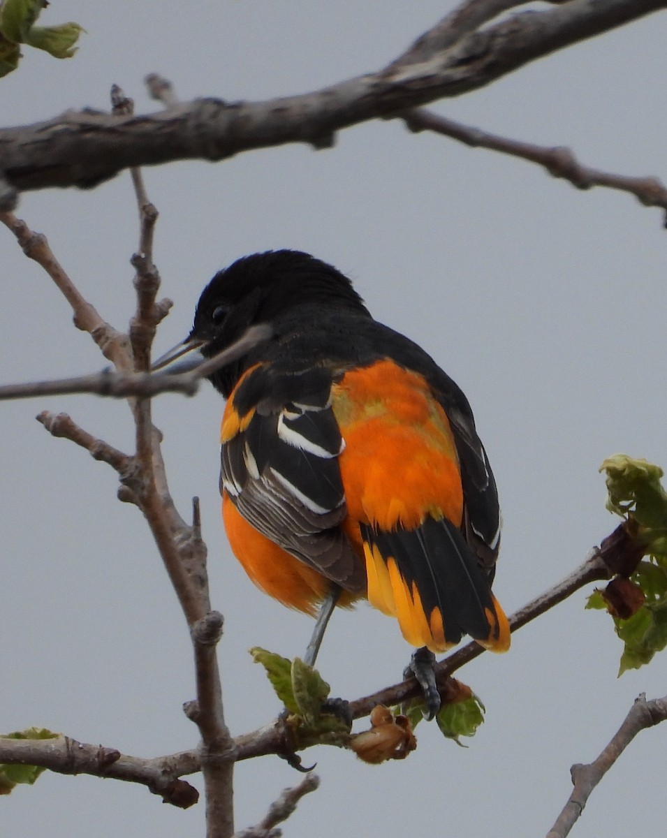 Oriole de Baltimore - ML616957416