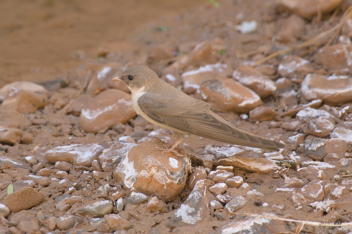 Eurasian Crag-Martin - ML616957458