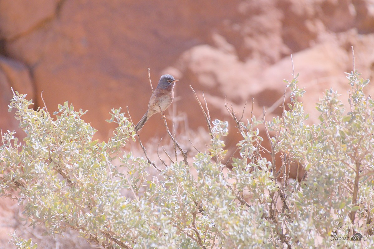 Tristram's Warbler - ML616957460