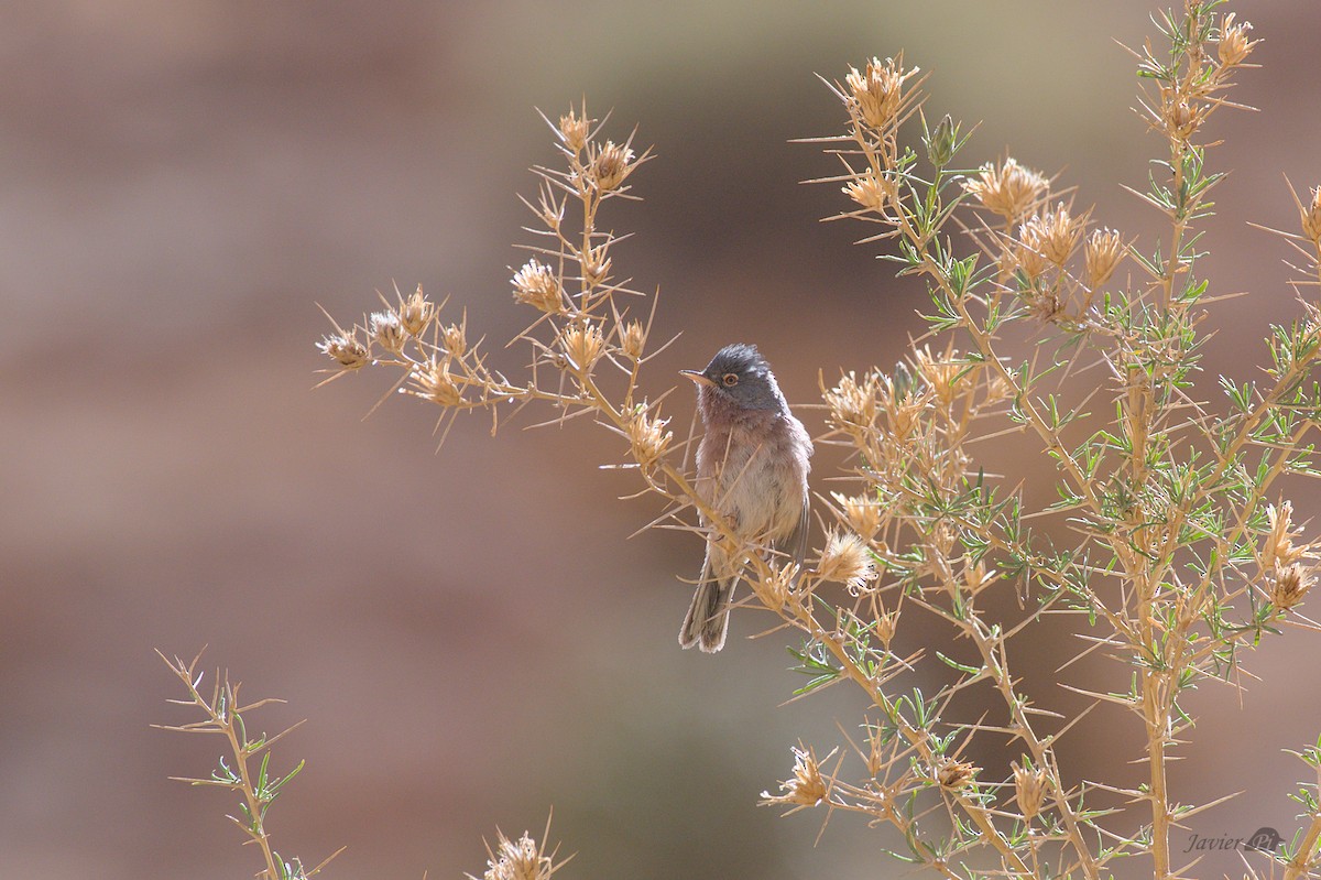 Tristram's Warbler - ML616957461