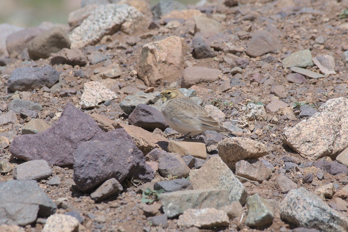 Horned Lark (Atlas) - ML616957510