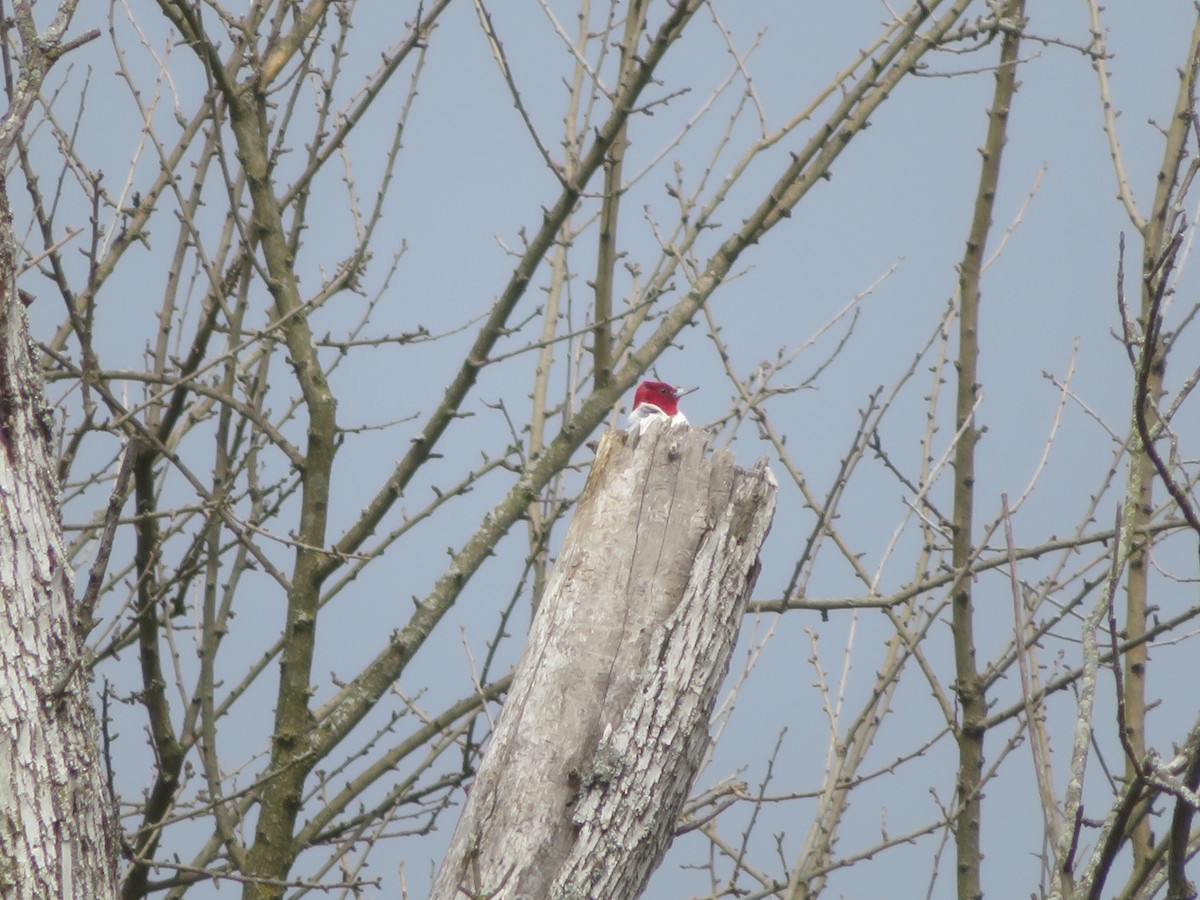Red-headed Woodpecker - ML616957557