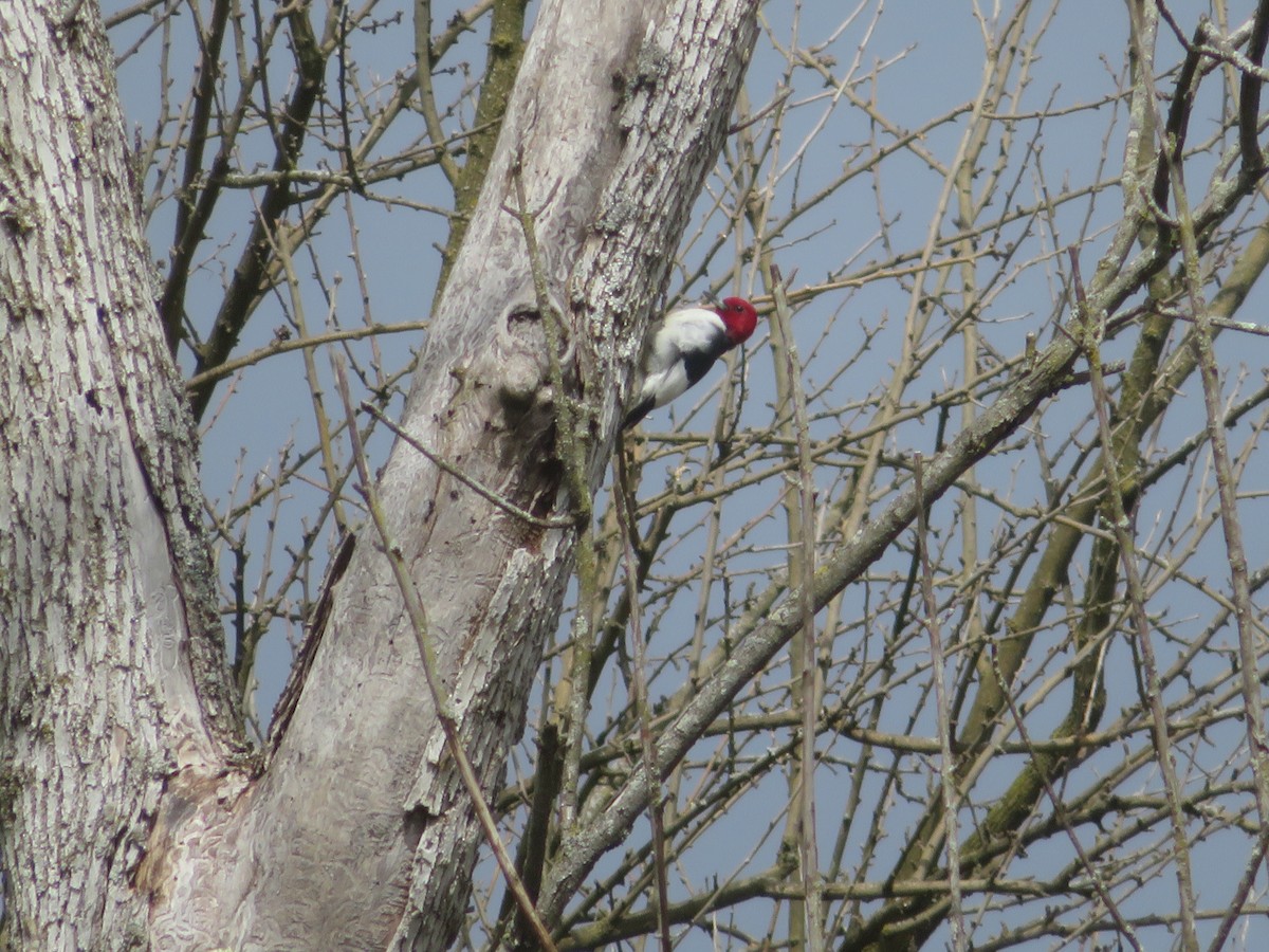 Pic à tête rouge - ML616957558