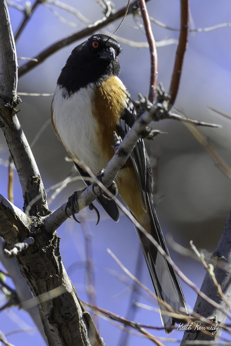 Spotted Towhee - ML616957609