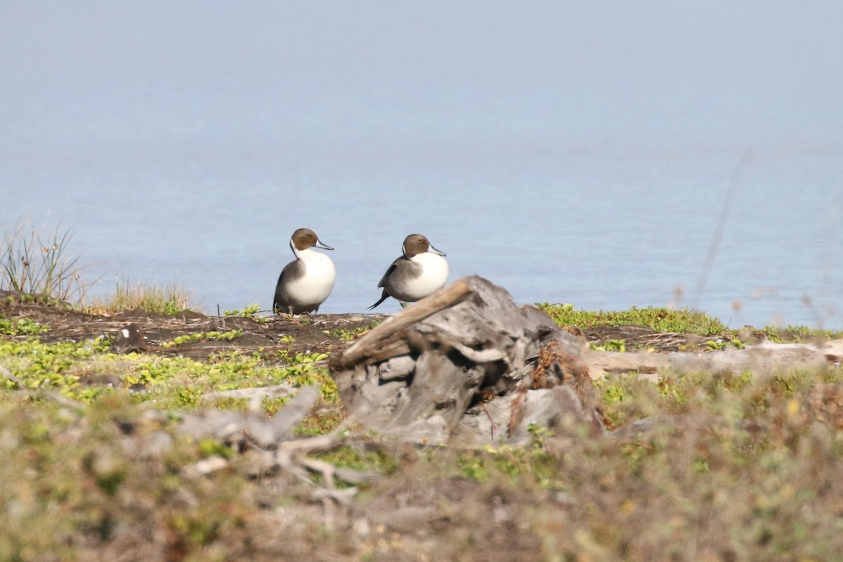 Northern Pintail - ML616957629