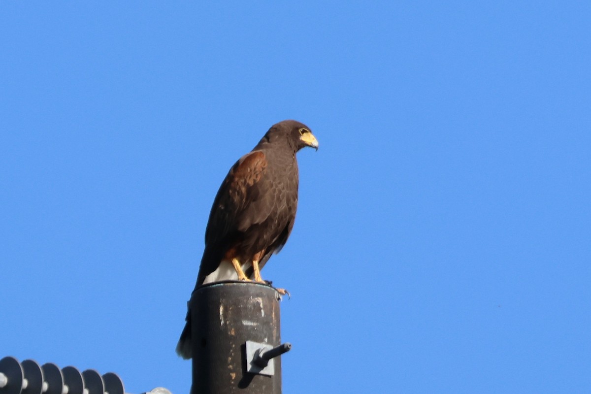 Harris's Hawk - David Nelson