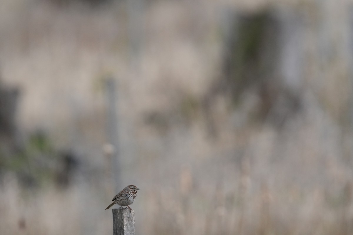 Song Sparrow - ML616957643