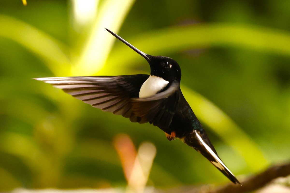 Collared Inca (Collared) - John Mills