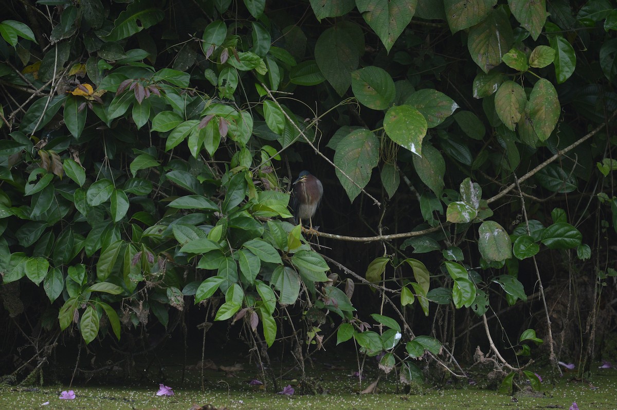 Green Heron - Clara Casabona 🦉