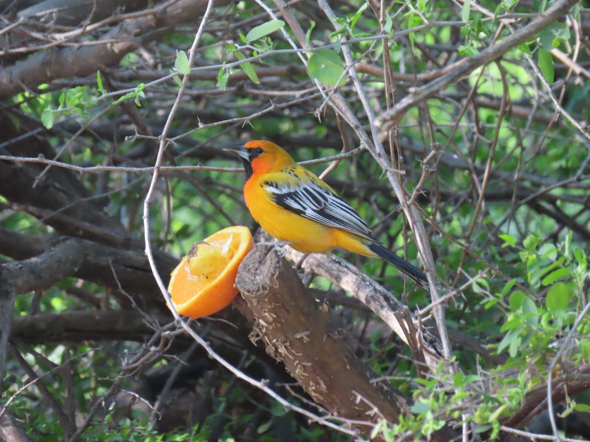 Streak-backed Oriole - ML616957805