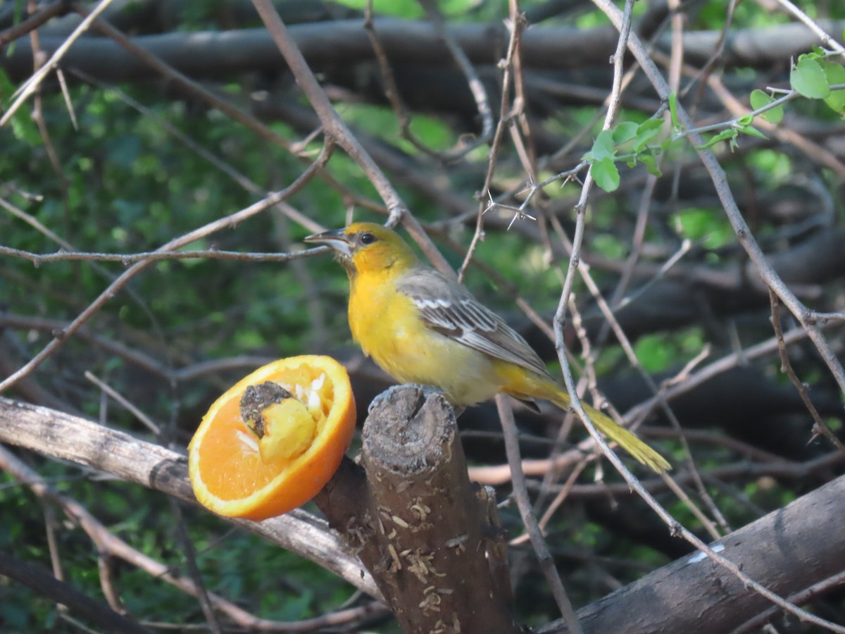 Streak-backed Oriole - ML616957806
