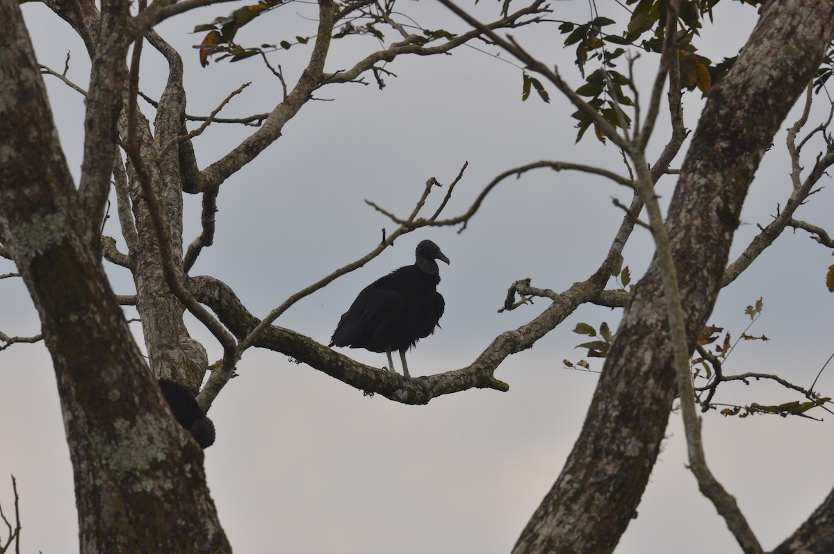 Black Vulture - ML616957818