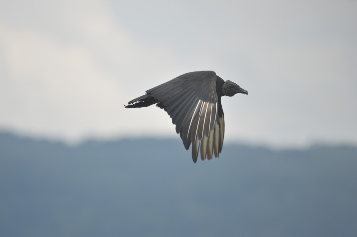 Black Vulture - Clara Casabona 🦉