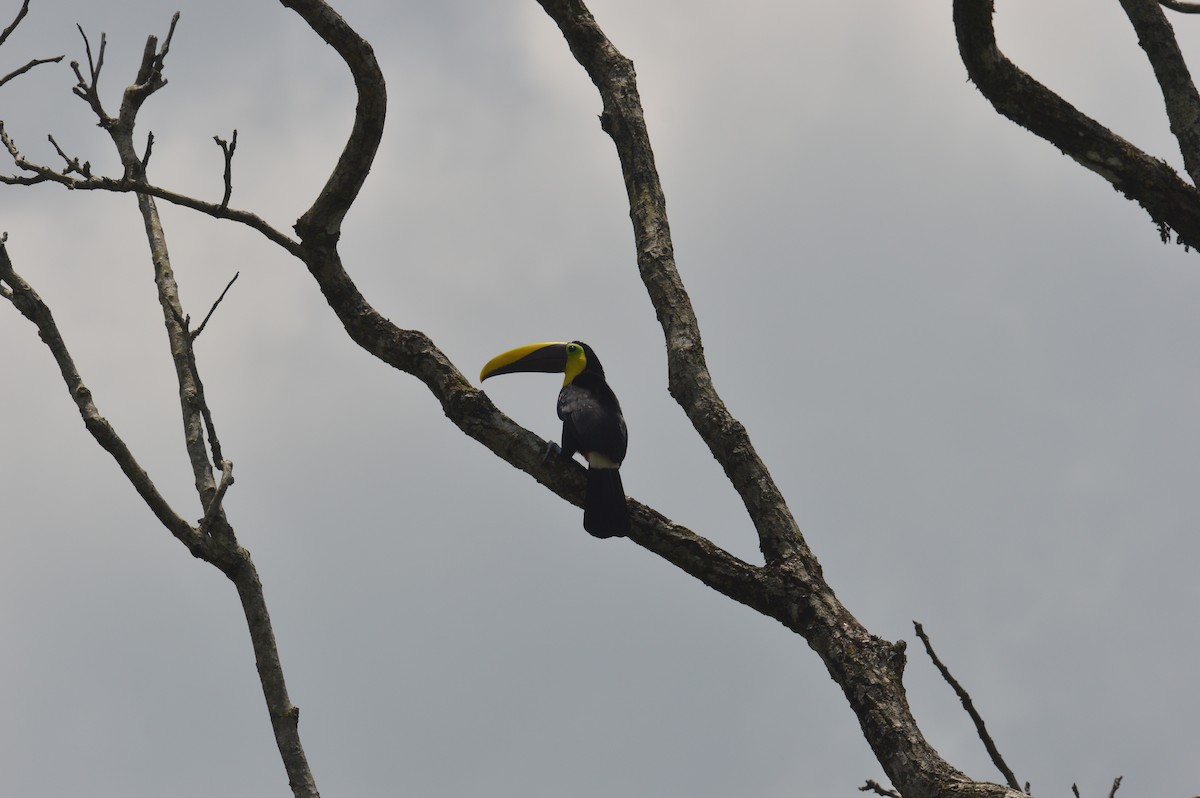 Yellow-throated Toucan - Clara Casabona 🦉