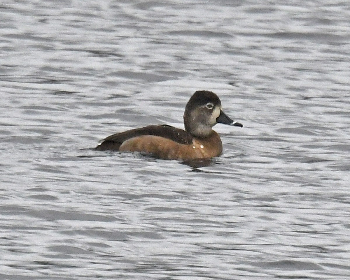 Ring-necked Duck - ML616957876