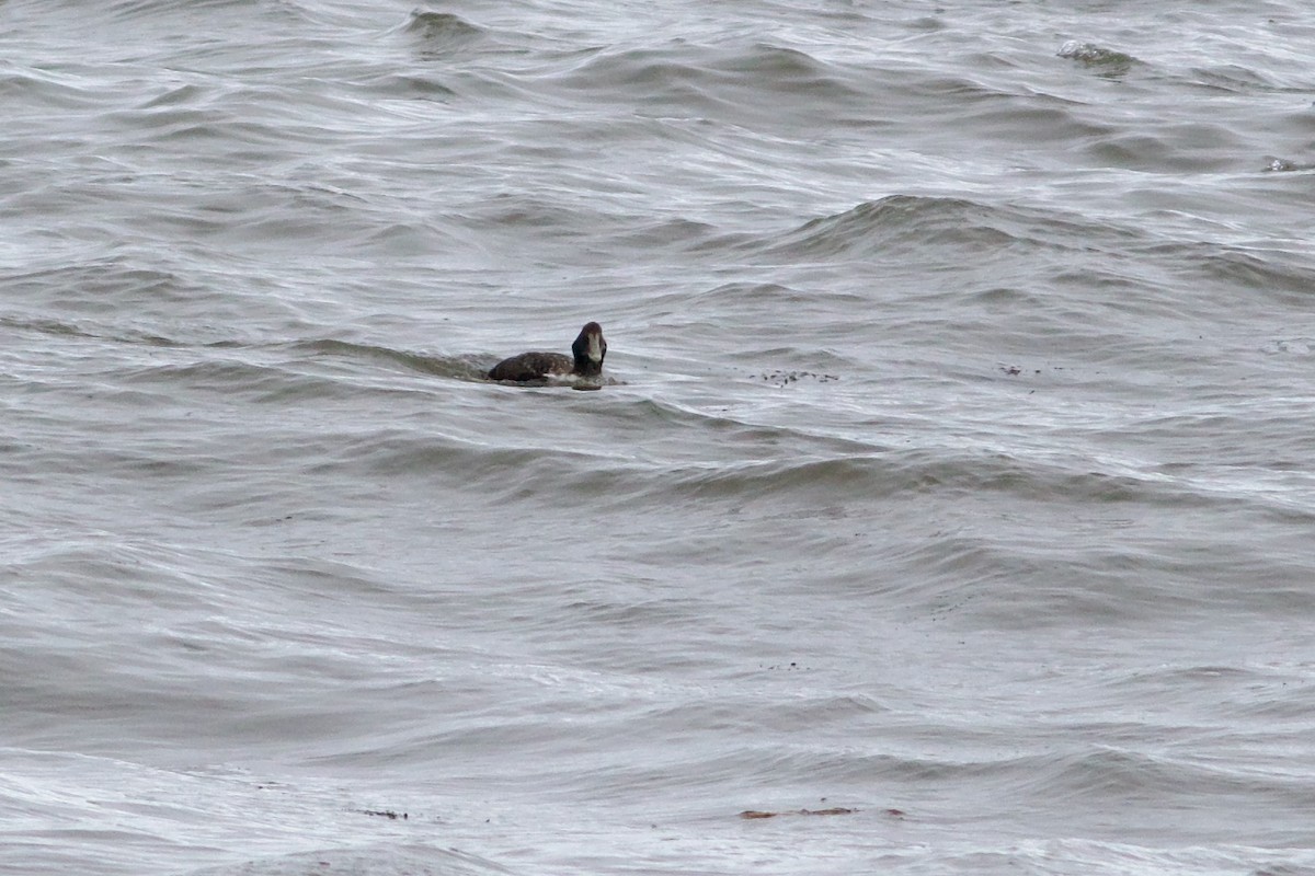 Common Eider (Dresser's) - George Forsyth