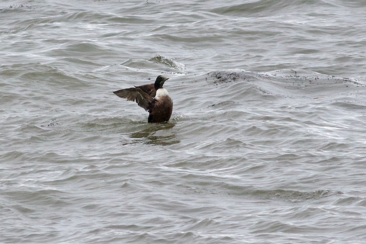 Common Eider (Dresser's) - George Forsyth