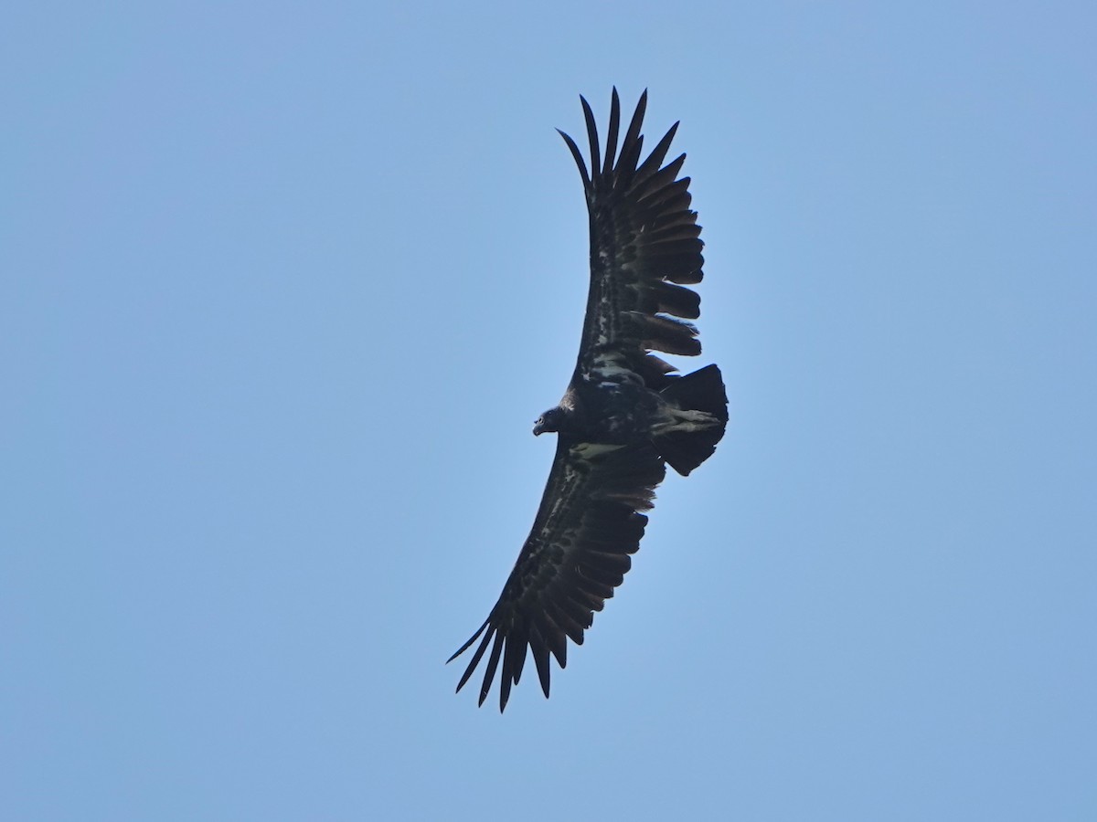 Turkey Vulture - ML616957959