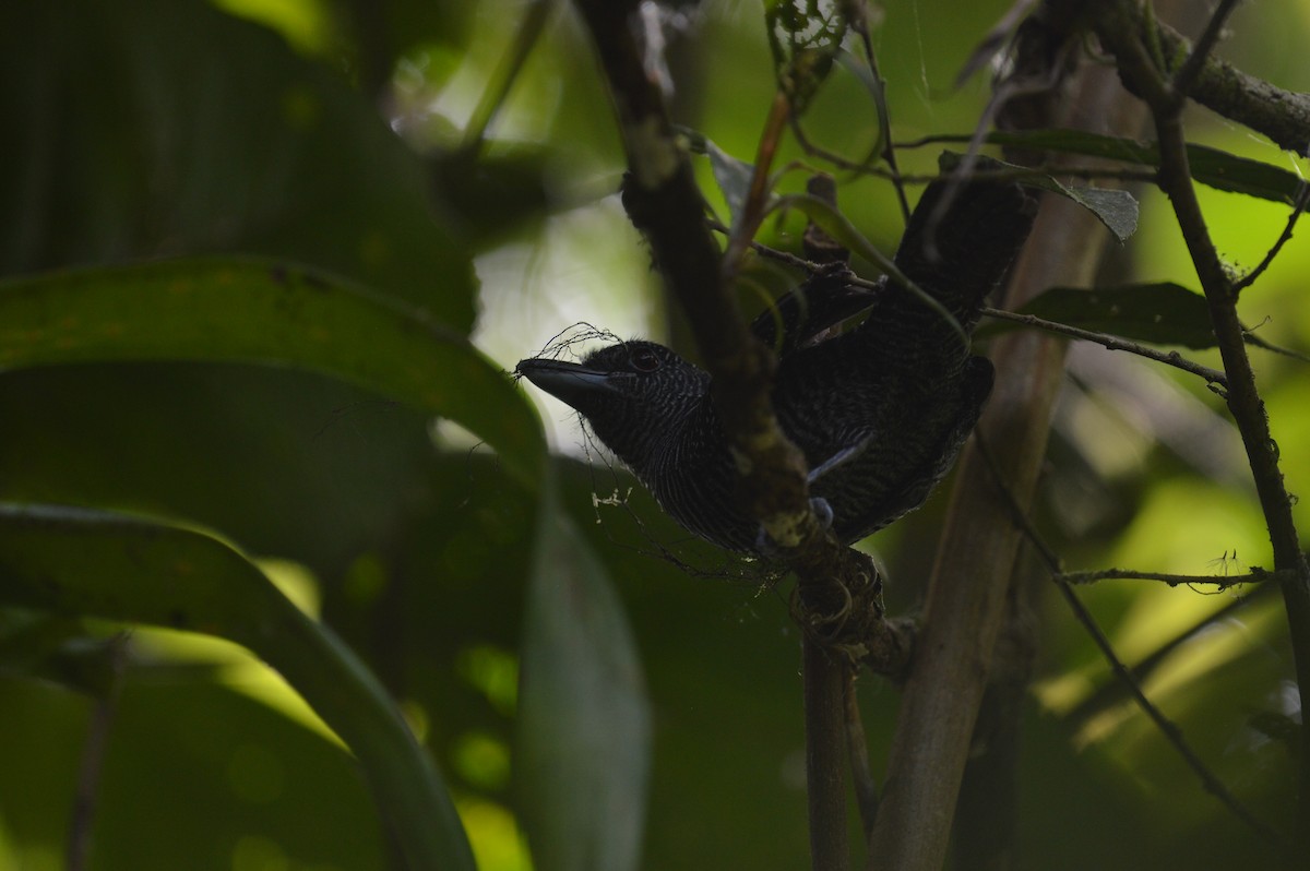 Fasciated Antshrike - Clara Casabona 🦉