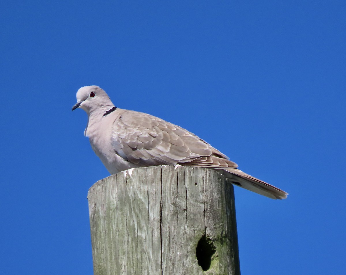Eurasian Collared-Dove - Bonnie Berard