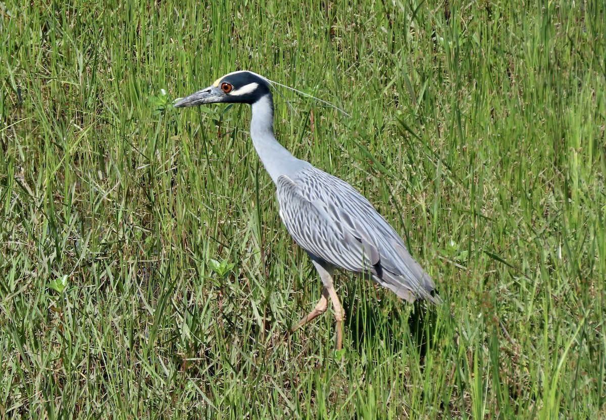 Yellow-crowned Night Heron - Bonnie Berard