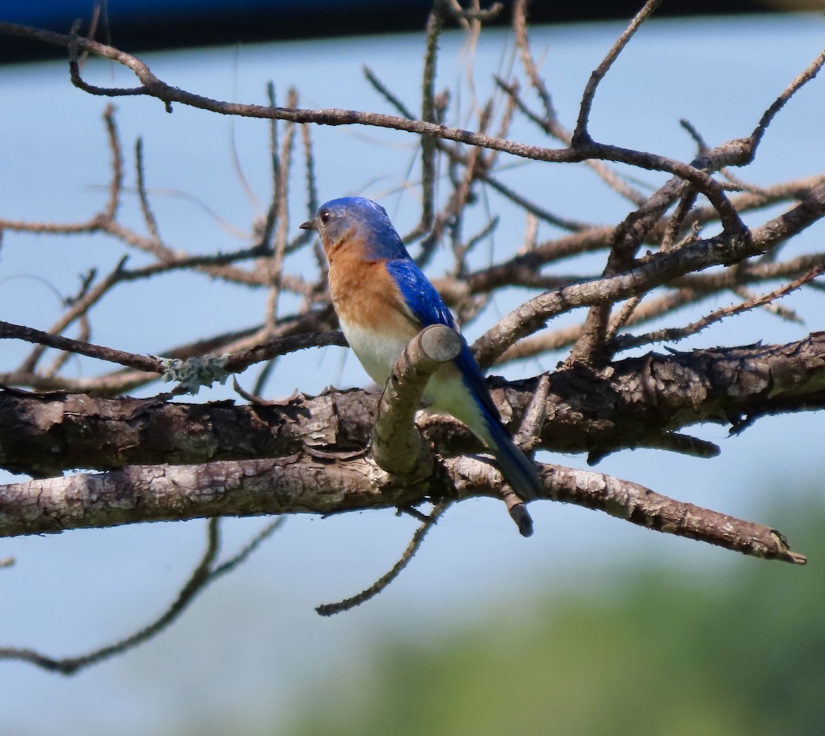 Eastern Bluebird - Bonnie Berard