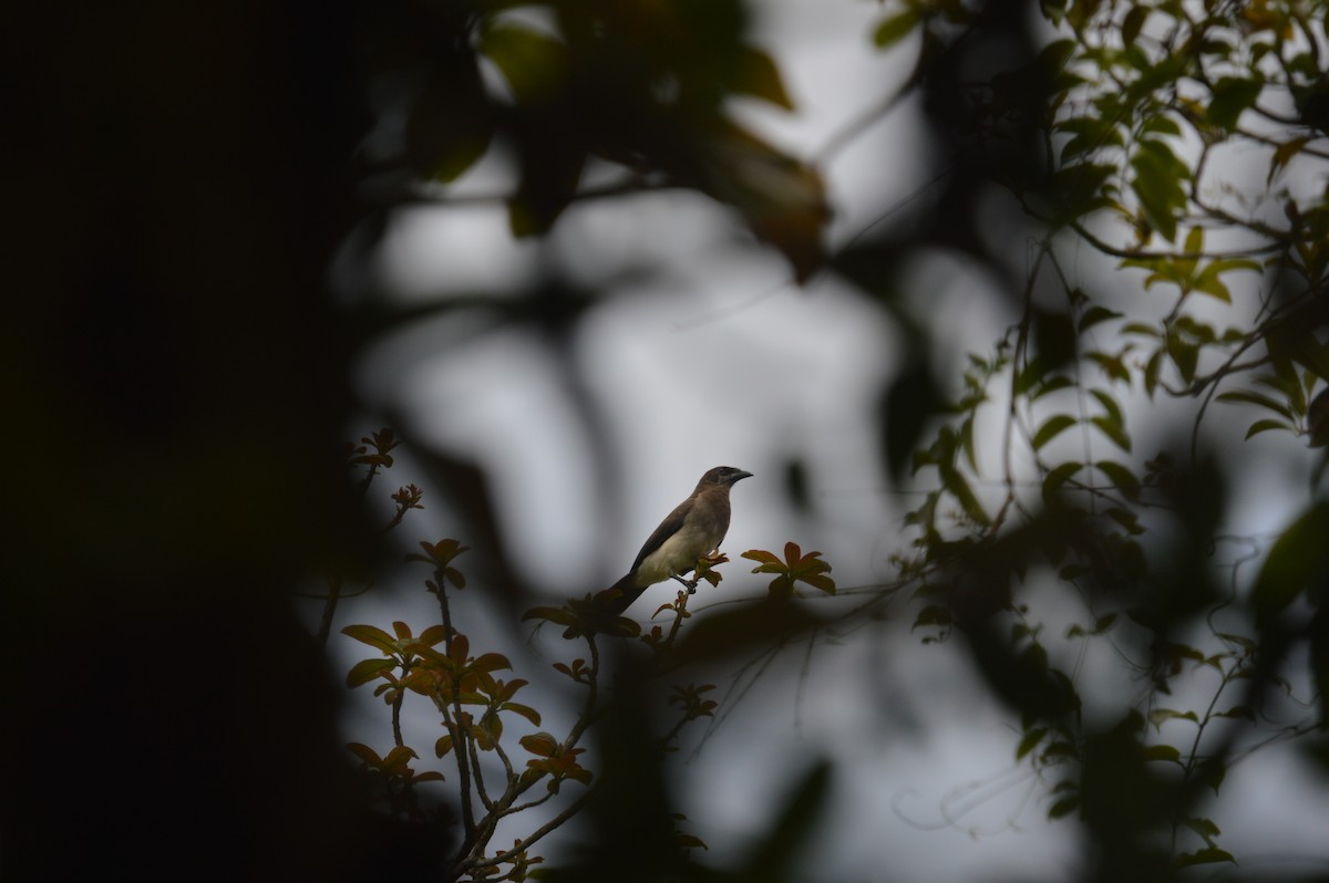 Brown Jay - ML616957991