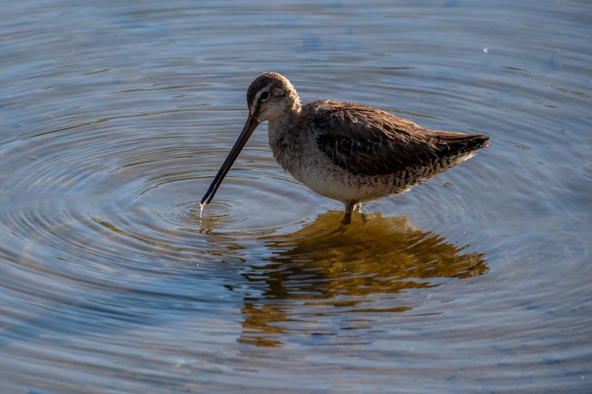 Long-billed Dowitcher - ML616957993