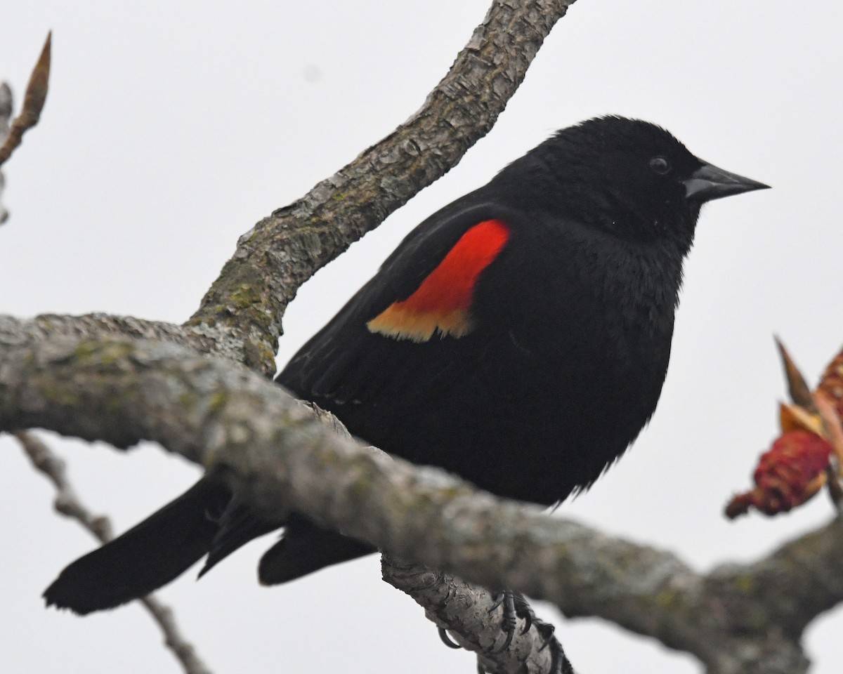 Red-winged Blackbird - ML616958007