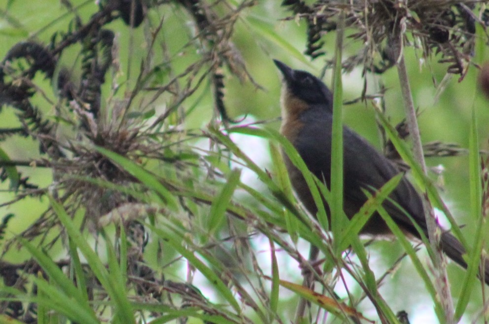 Black-eared Hemispingus - ML616958028