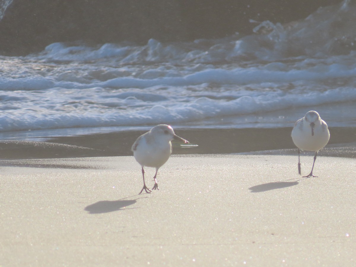 Sanderling - ML616958065