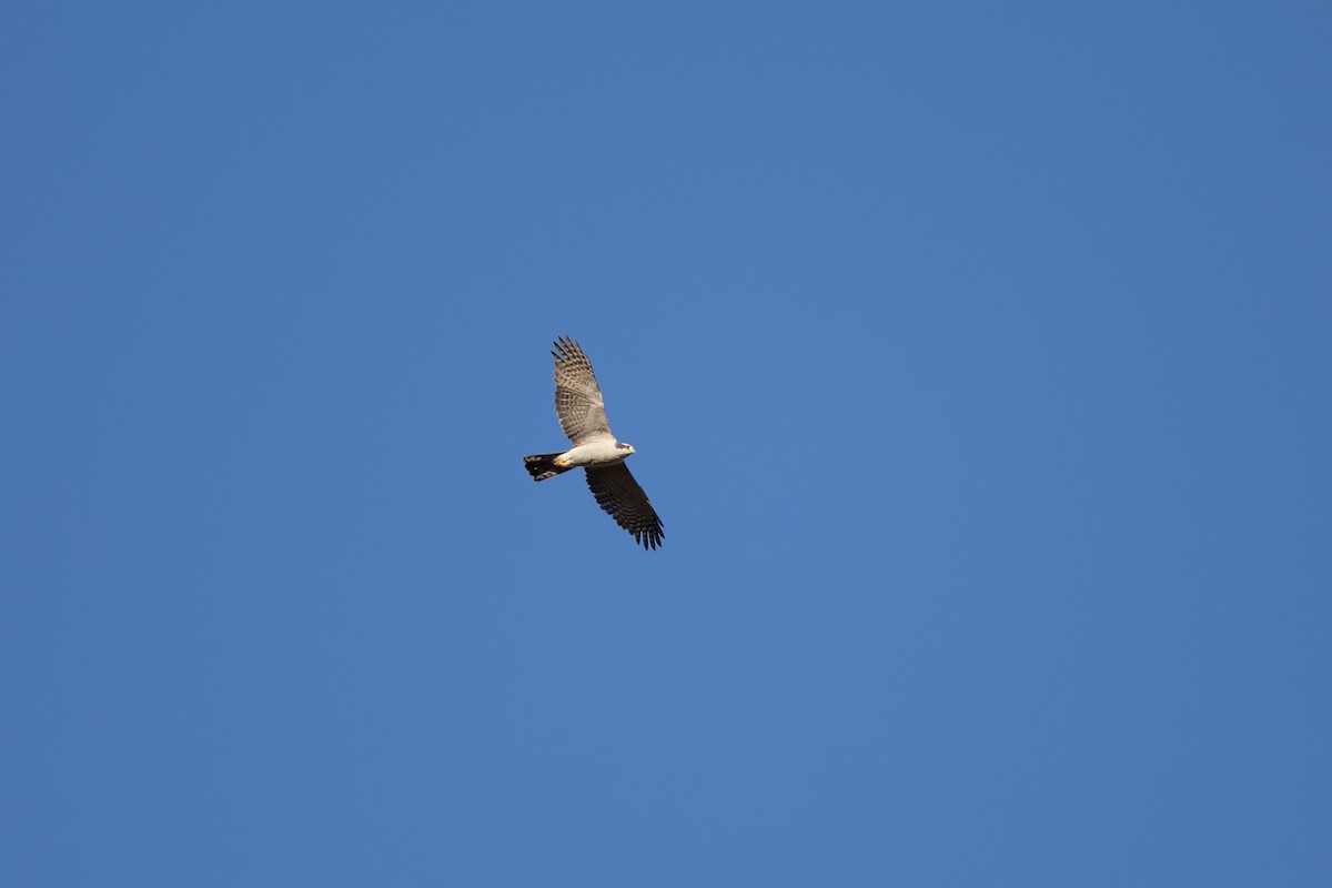 American Goshawk - Michael Sadat