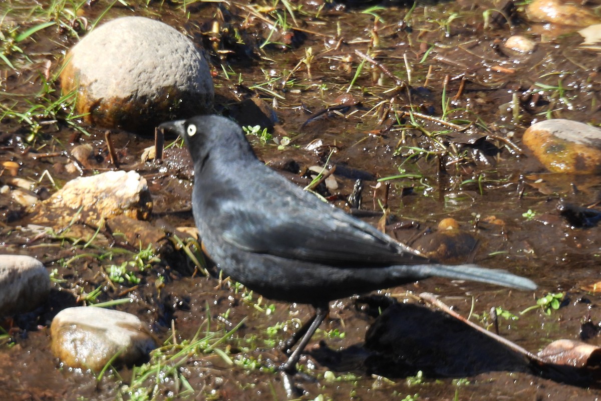 Rusty Blackbird - ML616958088