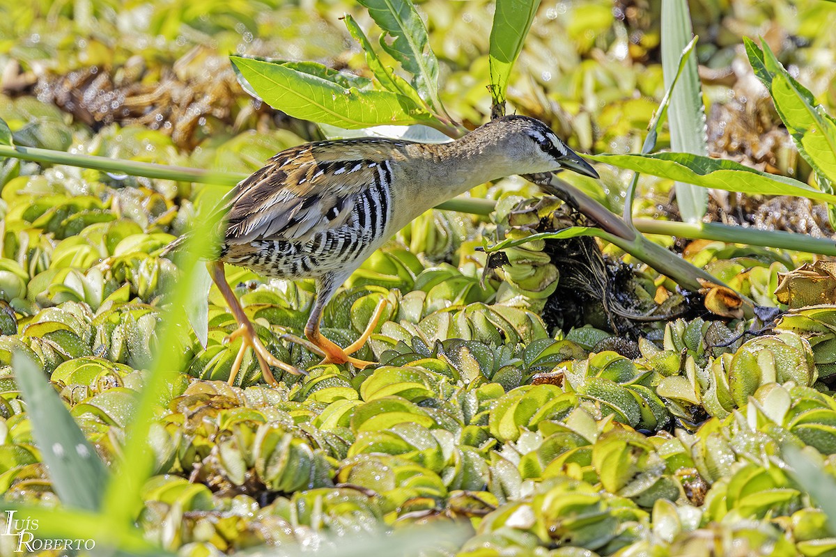 Yellow-breasted Crake - Luis Roberto da Silva