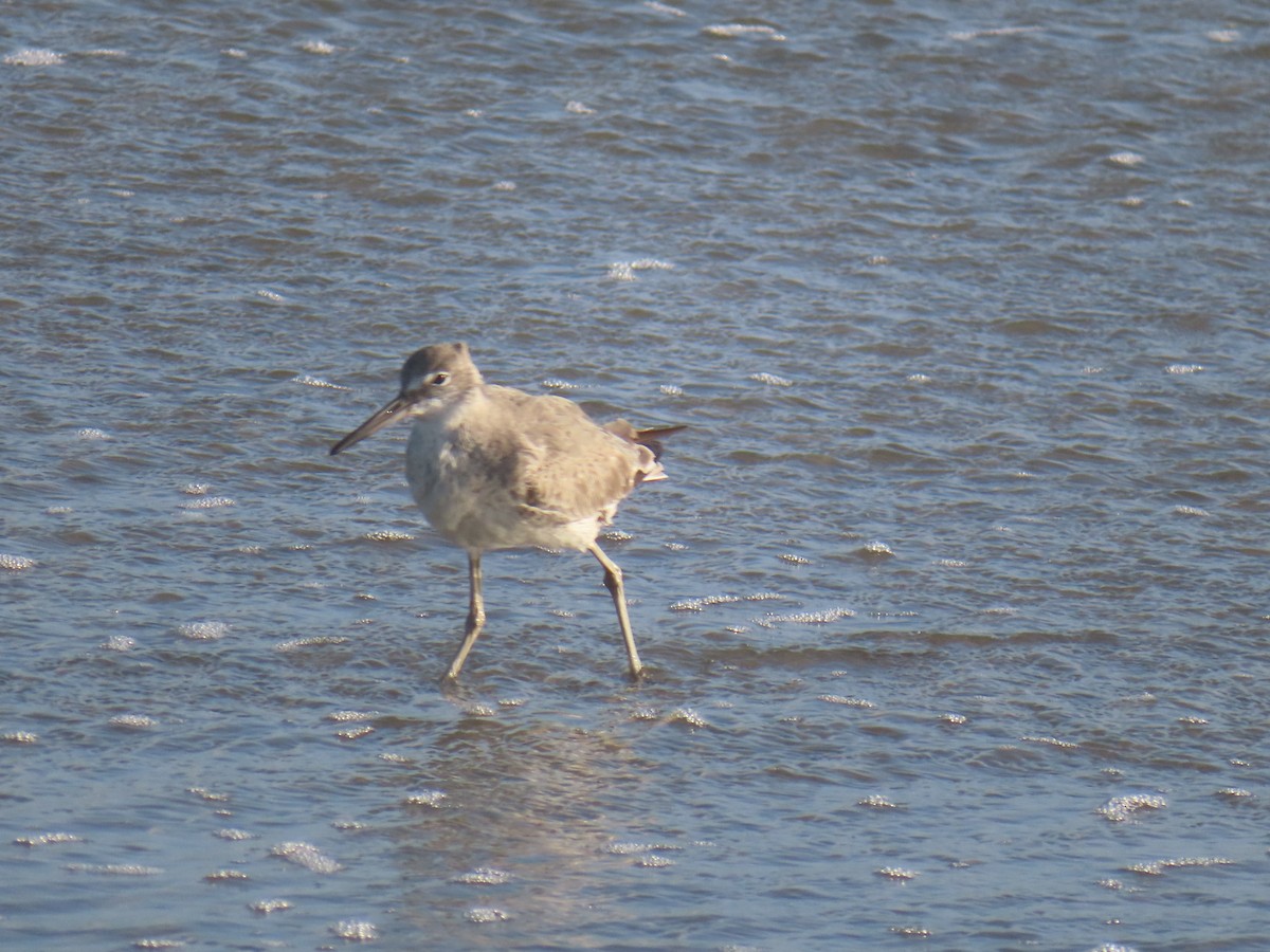 Willet - ML616958127