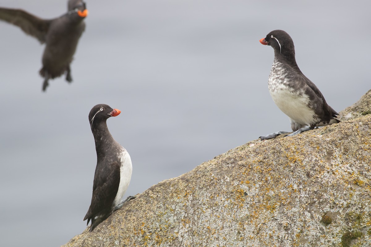 Parakeet Auklet - ML616958131