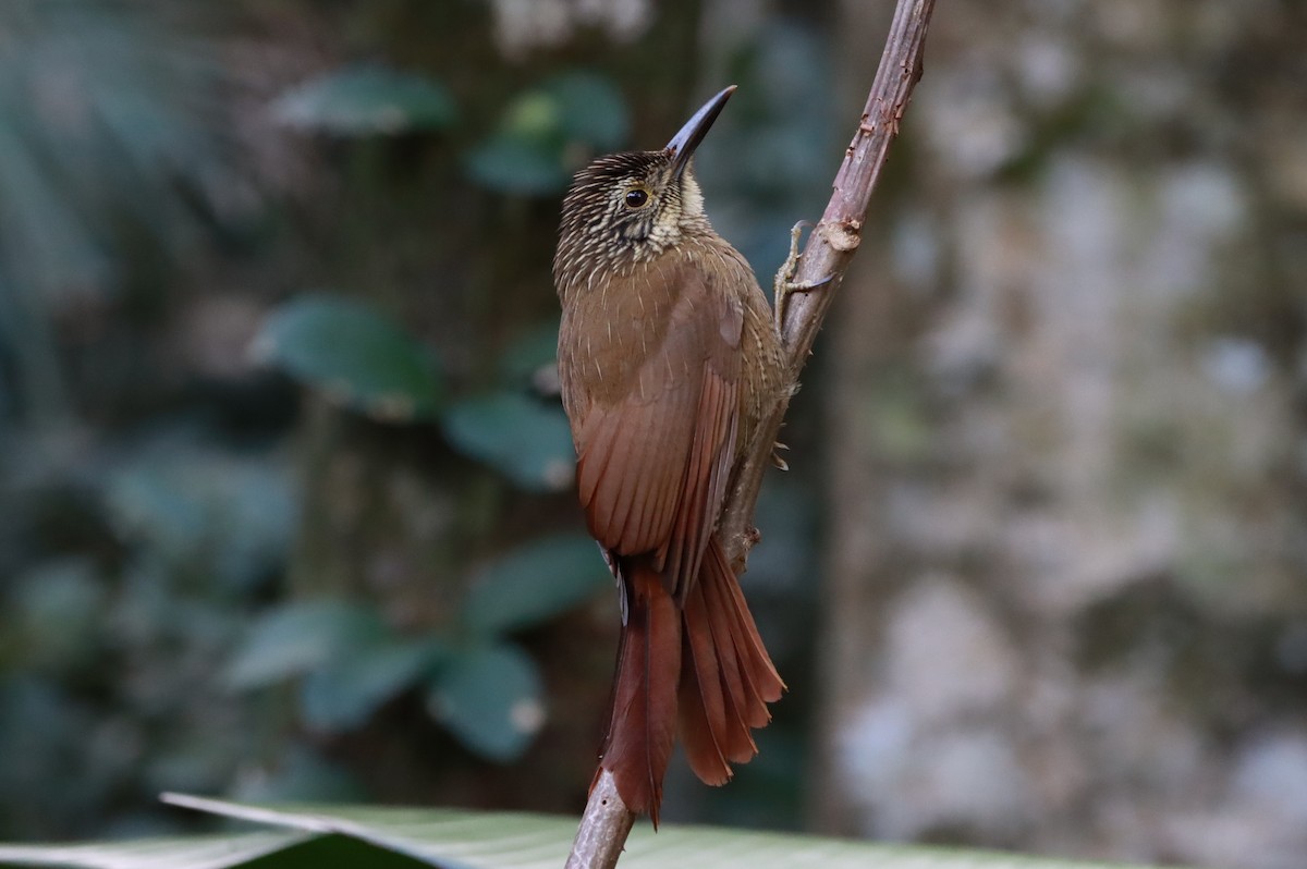 Planalto Woodcreeper - ML616958163