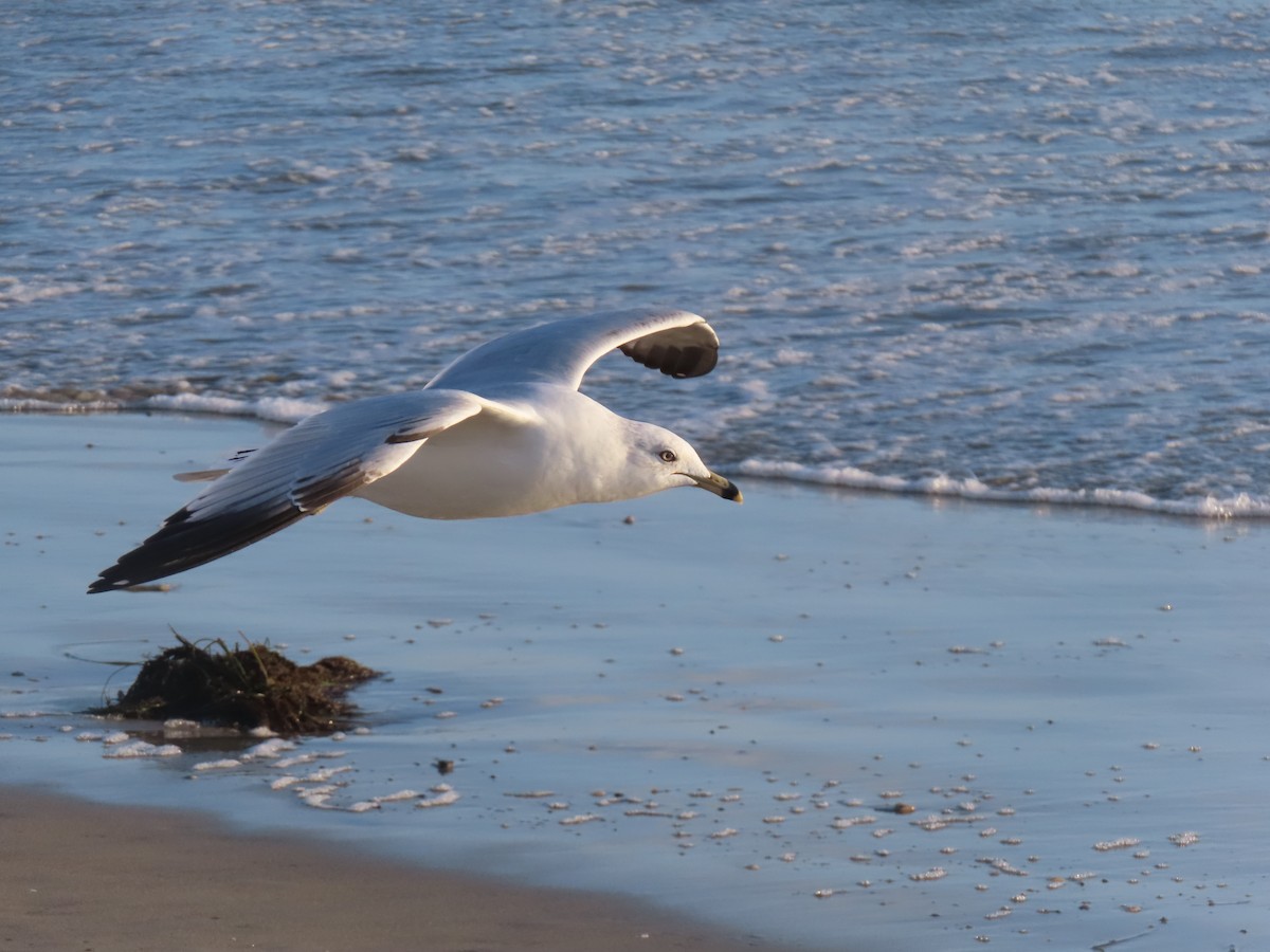 Ring-billed Gull - ML616958174