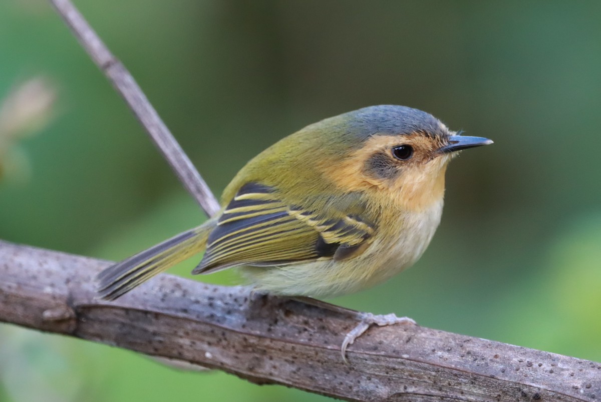 Ochre-faced Tody-Flycatcher - ML616958182