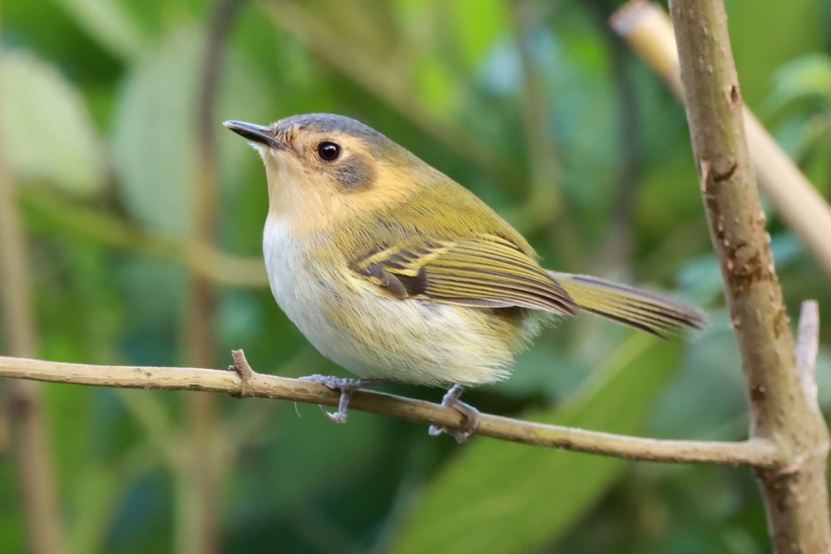 Ochre-faced Tody-Flycatcher - ML616958183