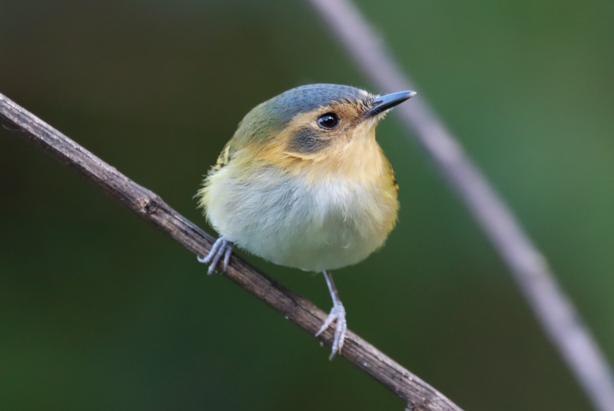 Ochre-faced Tody-Flycatcher - ML616958184