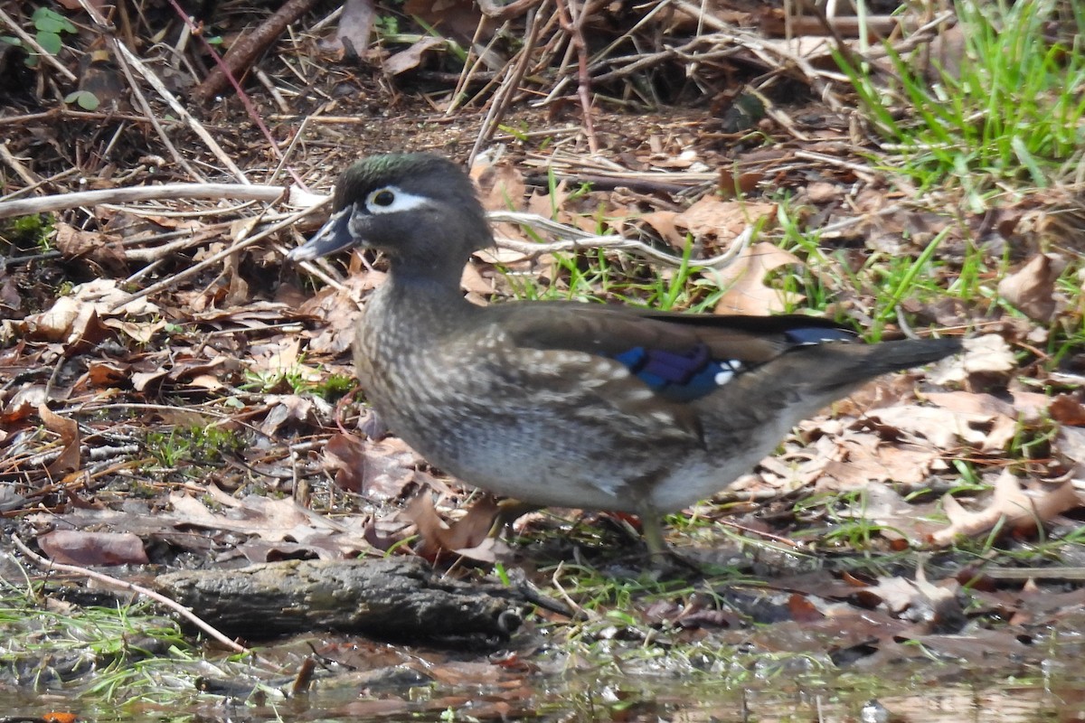 Wood Duck - ML616958199