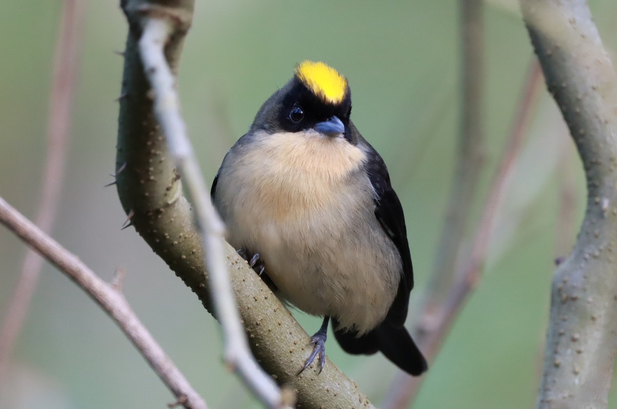 Black-goggled Tanager - ML616958212